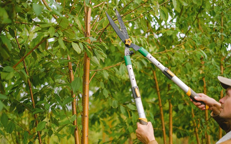 Tree trimming in Harpursville, NY
